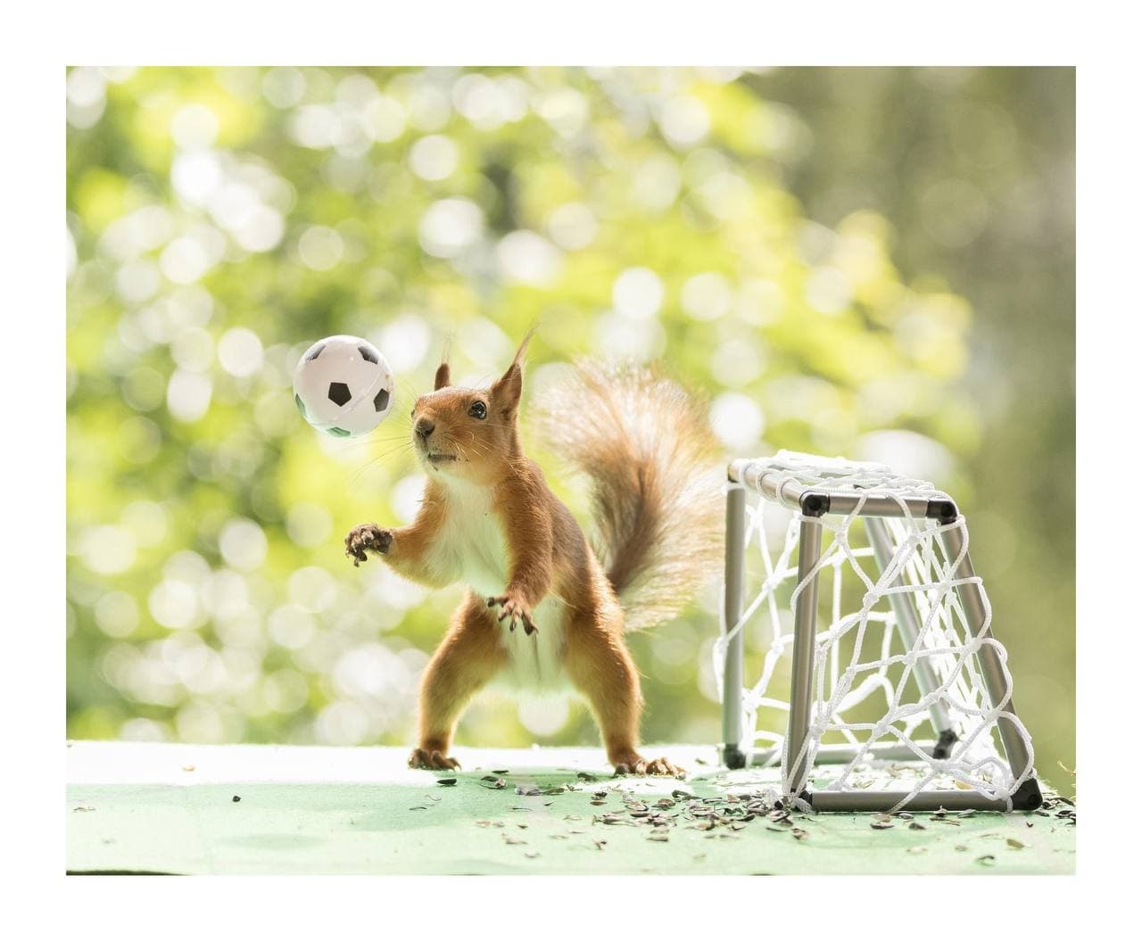 ត្រៀមទៅកីឡាអូឡាំពិក 🐿