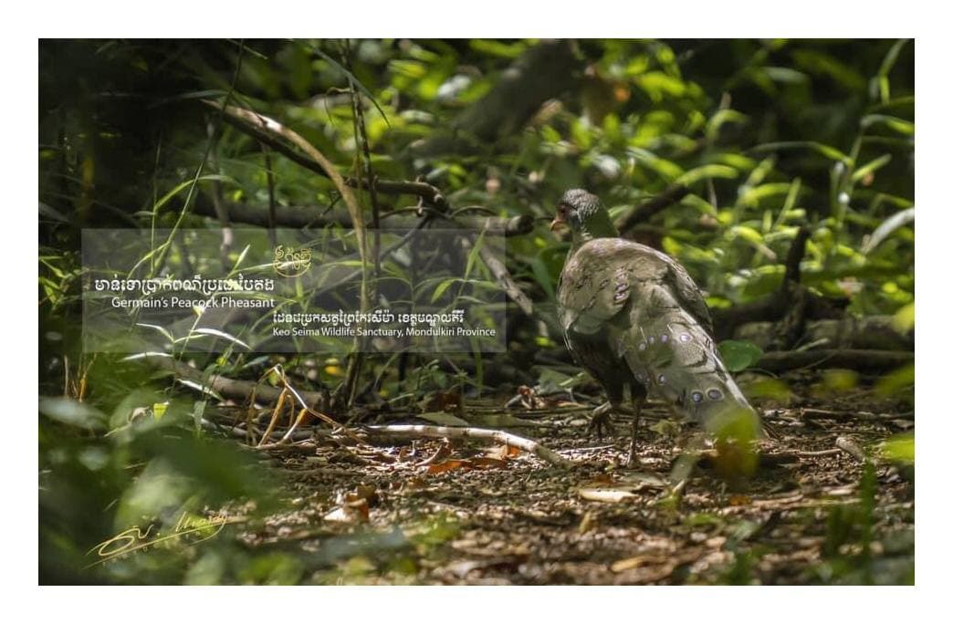 មាន់ទោប្រាក់ពណ៌ប្រផេះបៃតង ក្នុងដែនជម្រកសត្វព្រៃកែវសីម៉ា ខេត្តមណ្ឌលគីរី