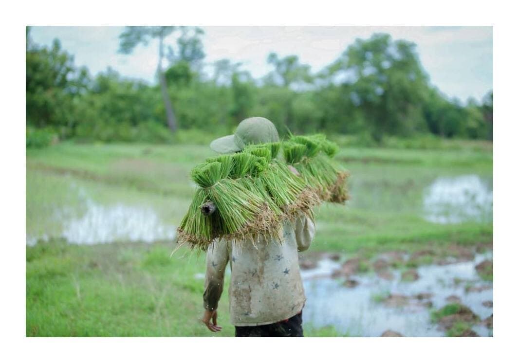 សេសានទីឋានឧត្តម 🌾🌾🌾