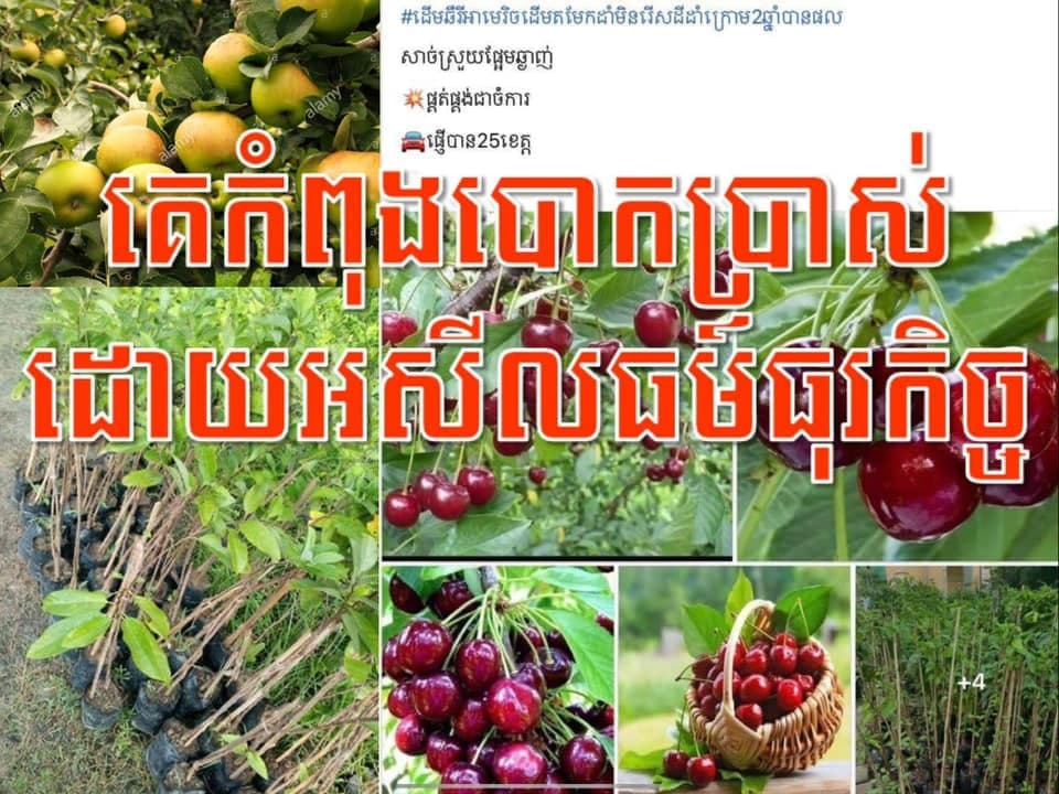 ឆែរីផ្អែមត្រូវការអាកាសធាតុត្រជាក់ (chill hours) ទាបជាង ៧អង្សា អូសបន្លាយរហូត ៧០០ម៉ោង 🍒🍒🍒
