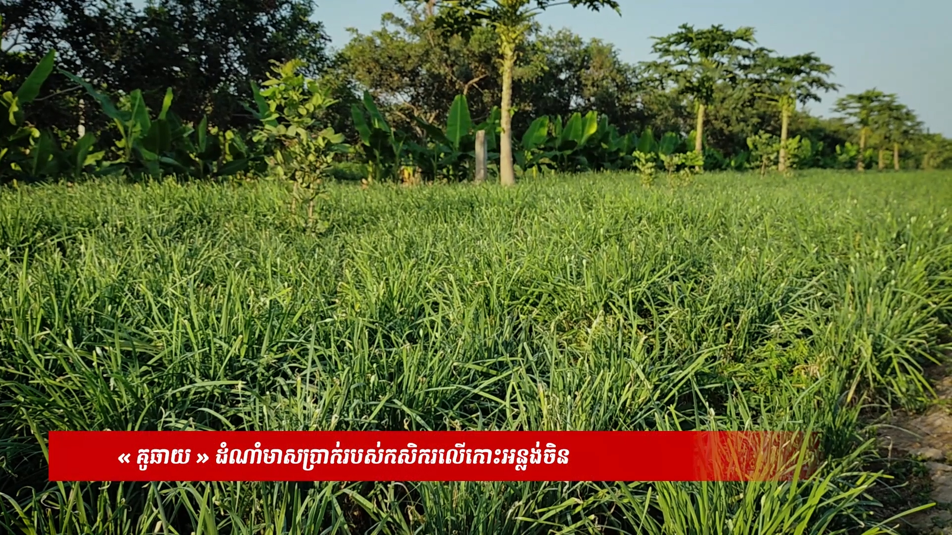 គូឆាយ ដំណាំមាសប្រាក់ របស់កសិករ លើកោះអន្លង់ចិន  (វីដេអូ)