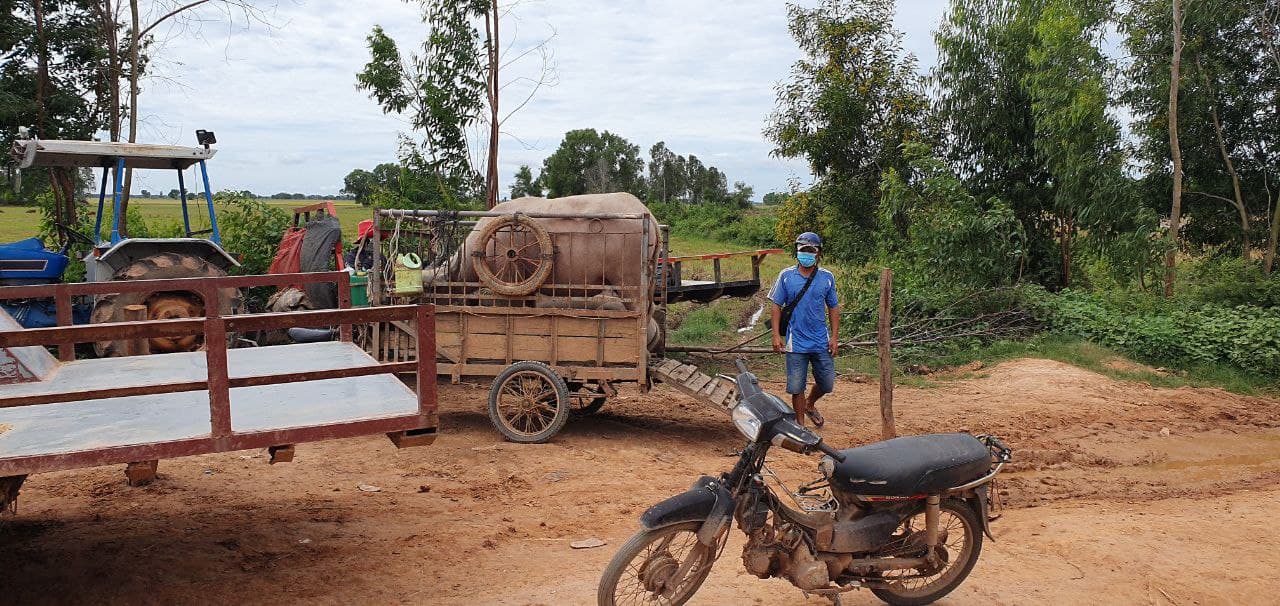 ផ្គើននិងបំរាមអាជ្ញាធរ ដែលកំពុងទប់ស្កាត់ការឆ្លងកូវីដ១៩ ពីប្រទេសជិតខាង ខណៈឈ្មួញកំពុងនាំសត្វក្របី ឆ្លងដែនទៅប្រទេសវៀតណាមតាមច្រករបៀង យ៉ាងរំភើយ