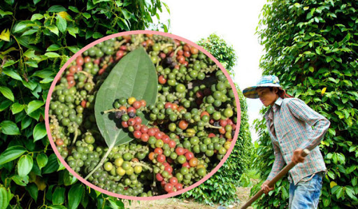 រយៈពេល០៦ខែ ឆ្នាំ២០២១នេះ កម្ពុជានាំចេញម្រេចជាង១.៤ម៉ឺនតោនទៅកាន់ប្រទេសចំនួន១៧ កើនឡើងជិត៤០០ភាគរយ (មានវីដេអូ)
