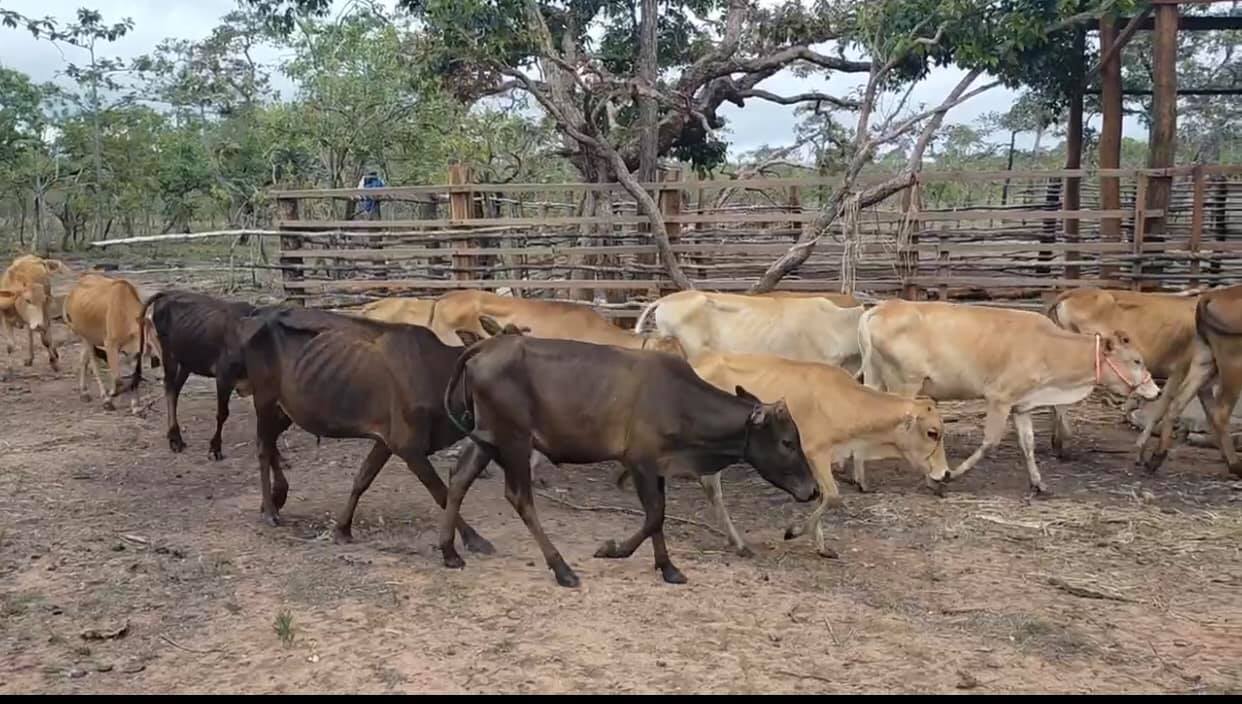 ប្រែក្លាយពីការបរបាញ់សត្វព្រៃមកការចិញ្ចឹមសត្វជំនួសវិញ