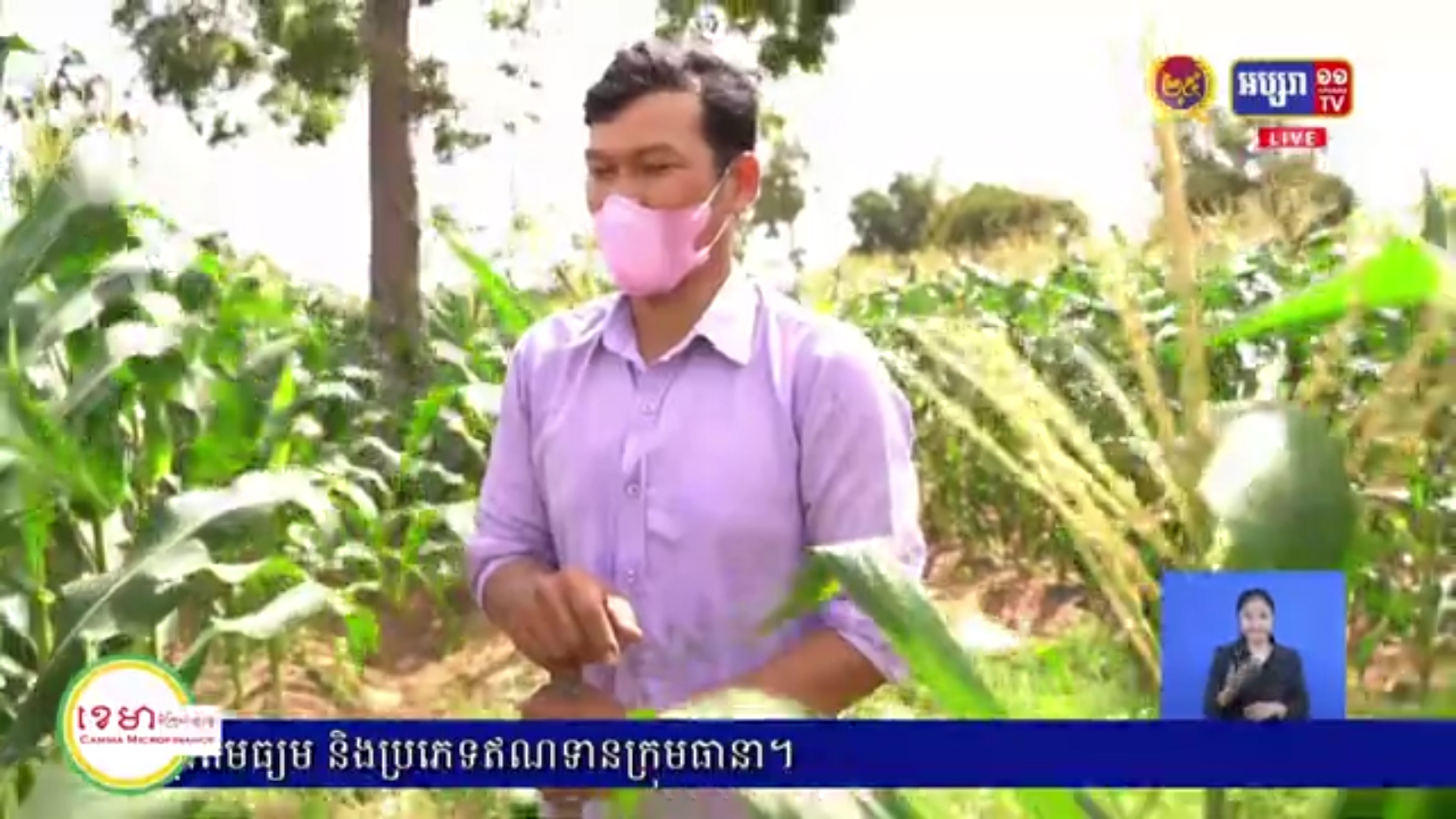 ប្រជាកសិករស្រុកថ្មពួក បានចាប់ឱកាស ងាកមកធ្វើការងារដាំដំណាំ និងបង្កបង្កើនផលស្រូវវស្សា