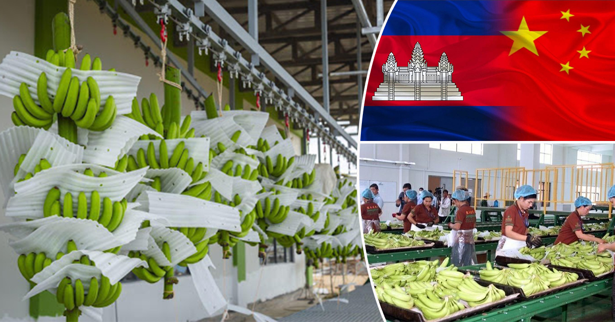 កម្ពុជានាំចេញផ្លែចេកស្រស់បានជិត៣០ម៉ឺនតោន កើនឡើង៦៣% ក្នុងរយៈពេល៧ខែ ឆ្នាំ២០២១