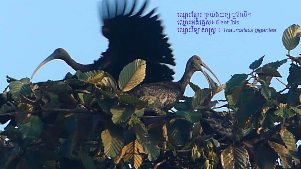 សត្វស្លាបកម្រ និងជិតផុតពូជ ៤ប្រភេទ បង្ហាញវត្តមាននៅដែន​ជម្រក​សត្វព្រៃកែវសីមា ខេត្តមណ្ឌលគិរី