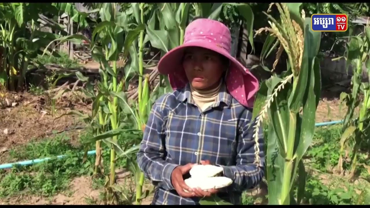 កសិករដាំដំណាំពោតនៅភូមិខេ ប្រាប់ថា ភ្លៀងធ្លាក់ច្រើនខ្លាំងពេក បង្កឲ្យពោតមិនសូវទទួលផល ហើយបរិមាណក៏មានការថយចុះជាងឆ្នាំមុន (Video Inside)