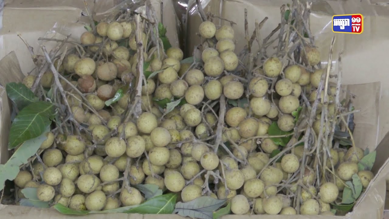 ប្រធានគណៈពង្រឹងមូលដ្ឋានចុះជួយឃុំក្នុងស្រុកខ្សាច់កណ្តាល បាននាំយកផ្លែមៀនចំនួន៥តោន ចែកជូនប្រជាពលរដ្ឋ (Video Inside)