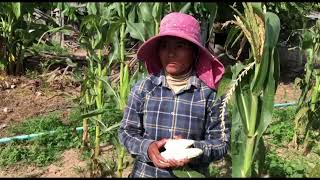កសិករដាំដំណាំពោត នៅភូមិខេប្រាប់ថា ភ្លៀងធ្លាក់ច្រើនខ្លាំងពេក បង្ករឲ្យពោតមិនសូវទទួលផល ហើយបរិមាណក៏មានការថយចុះជាងឆ្នាំមុន (មានវីដេអ)