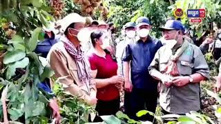 រយៈពេលជិត២សប្តាហ៍ ក្រុមការងារសម្តេចតេជោហ៊ុនសែន និងសម្តេចកិត្តិព្រឹទ្ធបណ្ឌិត បានចុះប្រមូលទិញផ្លែមៀន “តាង៉ែន” ដល់ចម្ការប្រជាកសិករបានជិត០២ពាន់តោន(មានវីដេអូ)