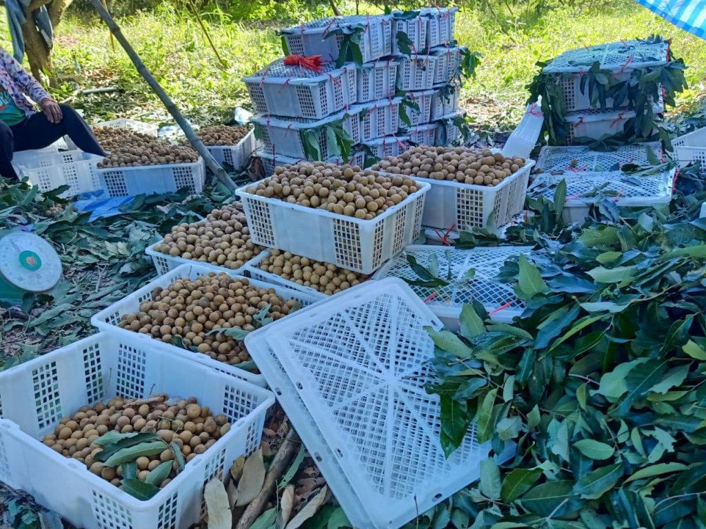 ក្រសួងកសិកម្មអោយអ្នកនាំចេញបង្វែរពីនាំទៅថៃមកវៀតណាមវិញ ខណៈផ្លែមៀនប៉ៃលិនជាង៥ម៉ឺនតោនខ្វះទីផ្សារលក់មិនចេញ (មានវីដេអូ)
