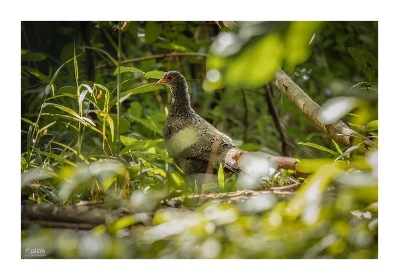មាន់ទោពណ៌ប្រាក់ប្រផេះបៃតង សត្វកម្រ ដែលកំពុងស្ថិតក្នុងបញ្ជីនៃប្រភេទរងគំរាមកំហែង