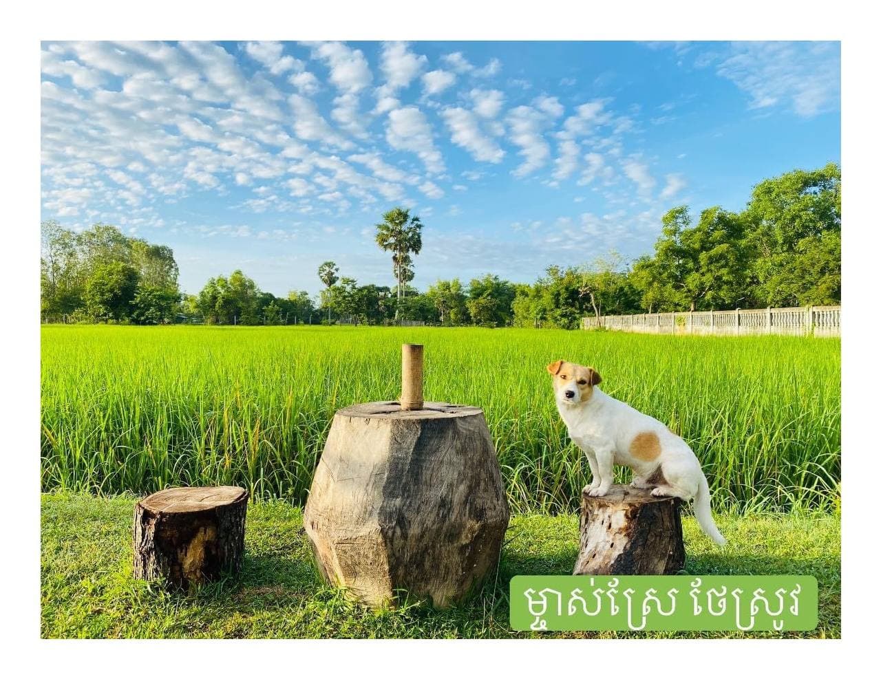 វាលស្រែបៃតងស្រស់ 🌾