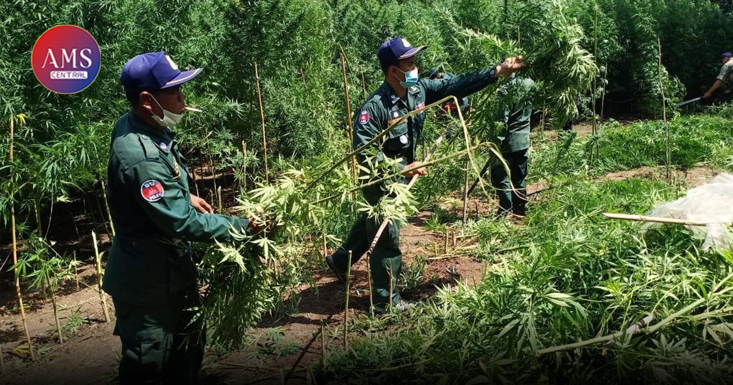 ទីតាំងដាំកញ្ឆាខុសច្បាប់ ៥កន្លែង នៅខេត្តតាកែវ ត្រូវសមត្ថកិច្ចរកឃើញ និងបំផ្លាញចោក
