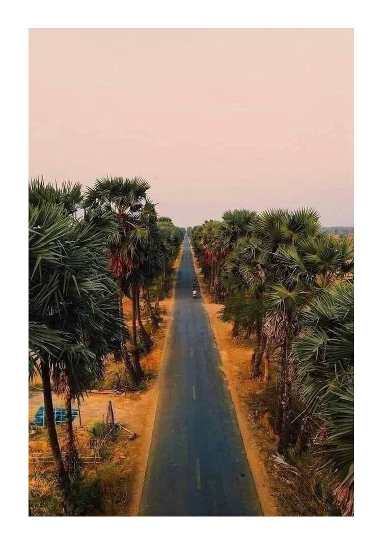 អត្ថប្រយោជន៍ត្នោត