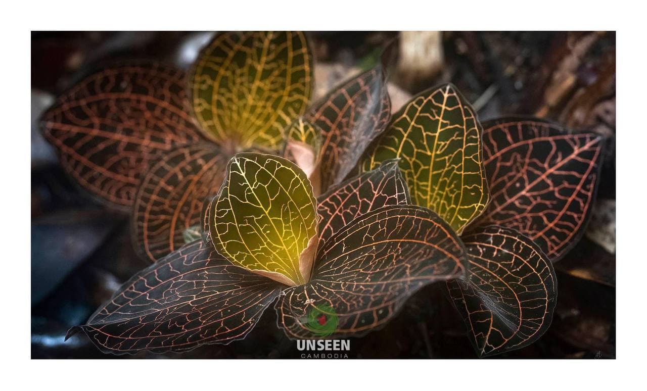 ផ្កាថ្មព្រៃ Anoectochilus Jewel Orchids