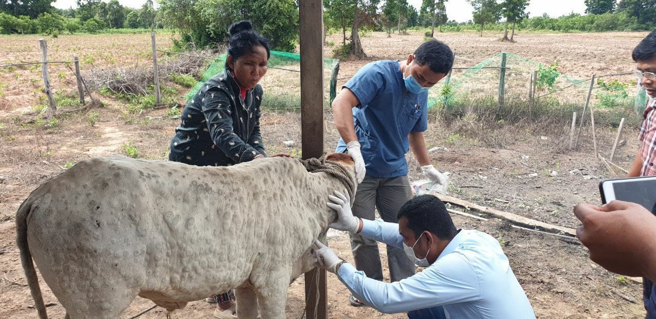 មន្រ្តីជំនាញបសុព្យាបាលខេត្តសៀមរាប អះអាងថា ជំងឺដុំពកលើស្បែកសត្វគោ និង ក្របី គឺអាចព្យាបាលបាជាសះស្បើយ ប្រសិនម្ចាស់សត្វមើលថែទាំបានល្អ