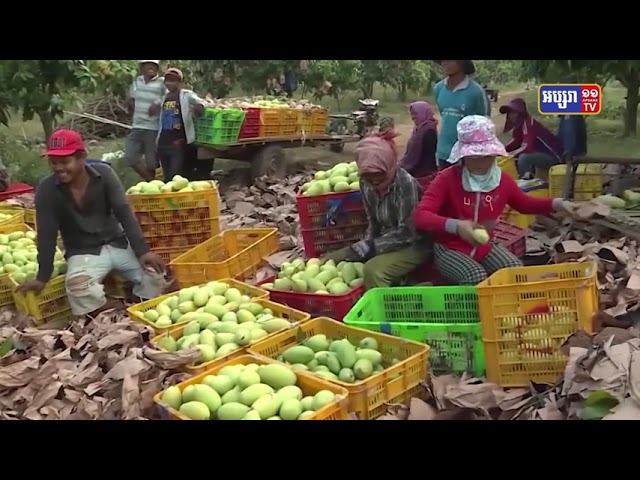 រយៈពេល៧ខែឆ្នាំ២០២១ កម្ពុជាបាននាំចេញស្វាយស្រស់ជាង១៦ម៉ឺនតោន (Video Inside)