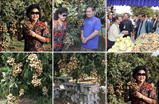 សម្តេចតេជោ ហ៊ុន សែន និងសម្តេចកិត្តិព្រឹទ្ធបណ្ឌិត ប្រមូលទិញផ្លែមៀនពីពលរដ្ឋដែលកំពុងជួបបញ្ហាទីផ្សារ (មានវីដេអូ)