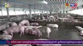រដ្ឋមន្ត្រីក្រសួងកសិកម្ម ឆ្លើយតបនឹងបញ្ហាតម្លៃទីផ្សារជ្រូករស់ មានការធ្លាក់​ចុះគួរកត់​សម្គាល់(មានវីដេអូ)