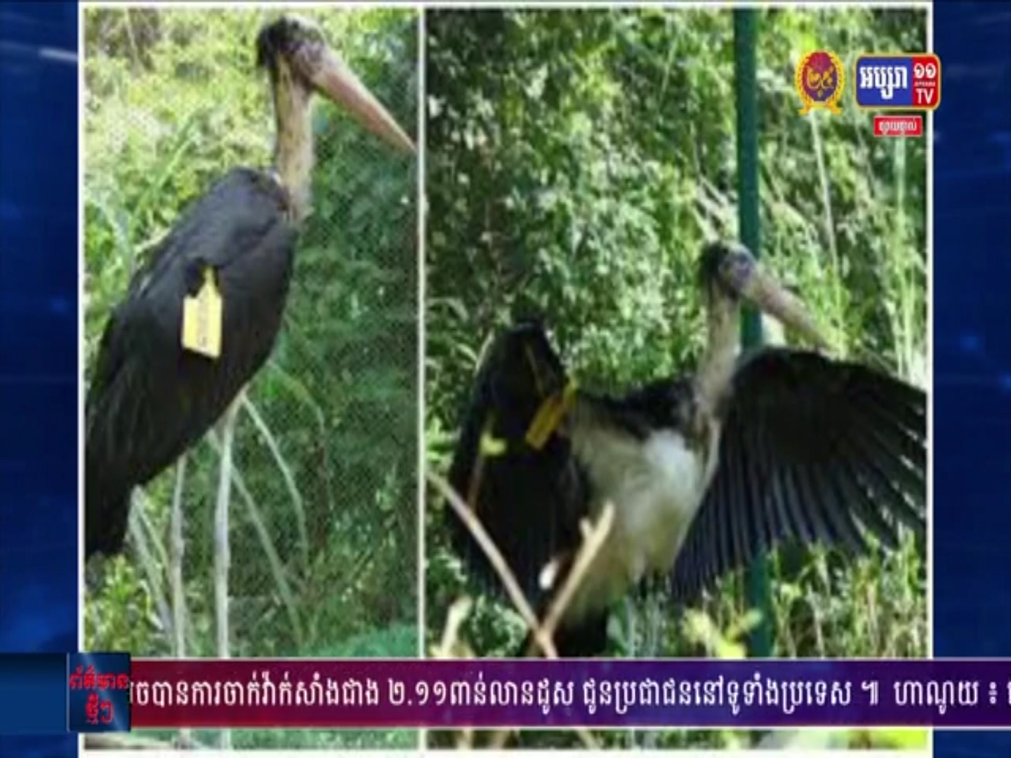 សត្វត្រដក់តូចពាក់ស្លាកសម្គាល់ដំបូងគេ ត្រូវបានលែងក្នុងព្រៃ​ធម្មជាតិ​នៅសៀមរាប(មានវីដេអូ)