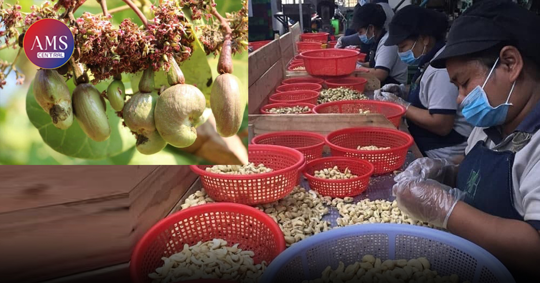 កម្ពុជា បាននាំចេញគ្រាប់ស្វាយចន្ទីចំនួន ៨៧ម៉ឺនតោន ទៅកាន់១១ ប្រទេសក្នុងរយៈពេល ៨ខែ ឆ្នាំនេះ