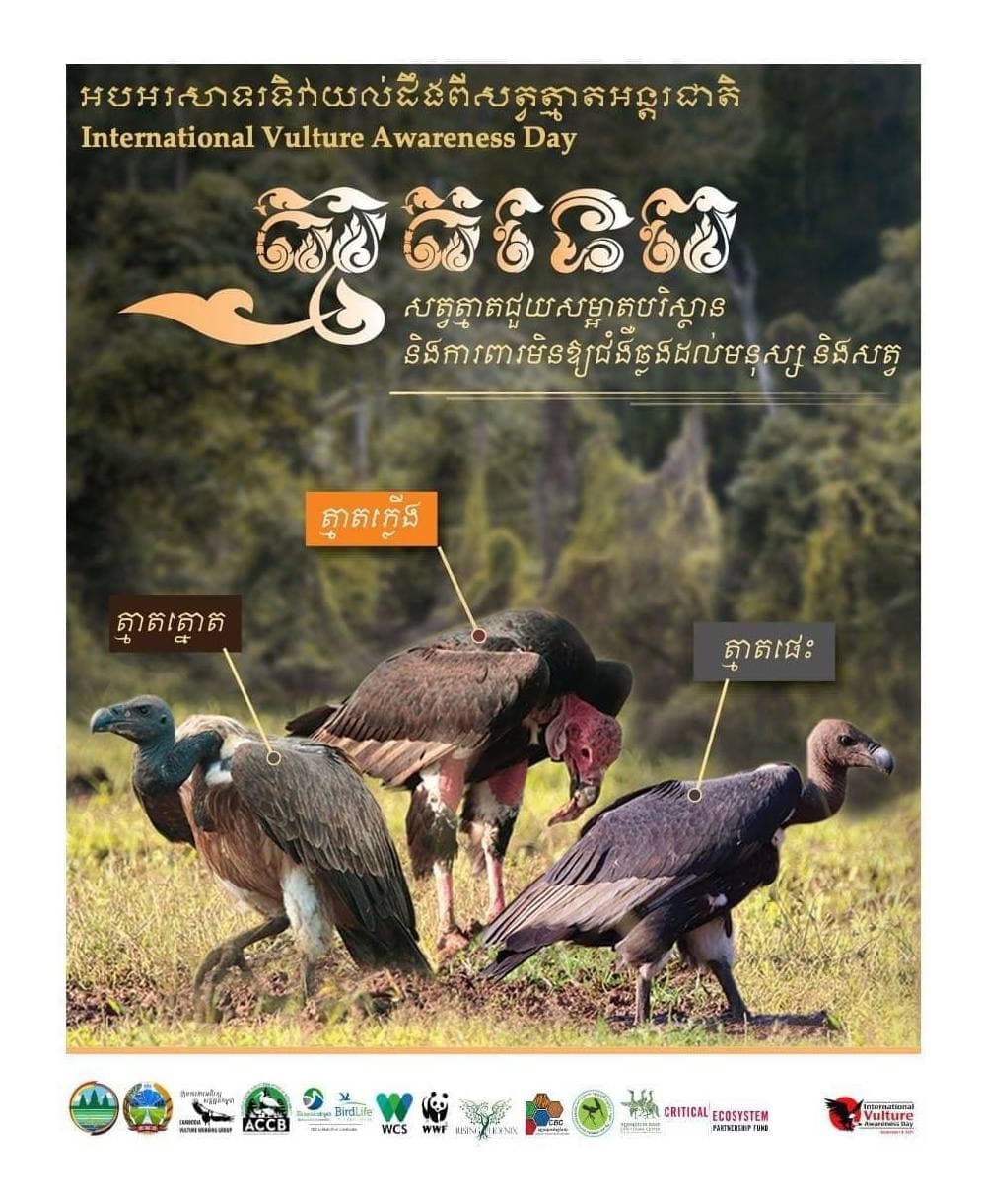 នៅកម្ពុជា មានសត្វត្មាតបីប្រភេទគឺ ត្មាតភ្លើង ត្មាតត្នោត និងត្មាតផេះ