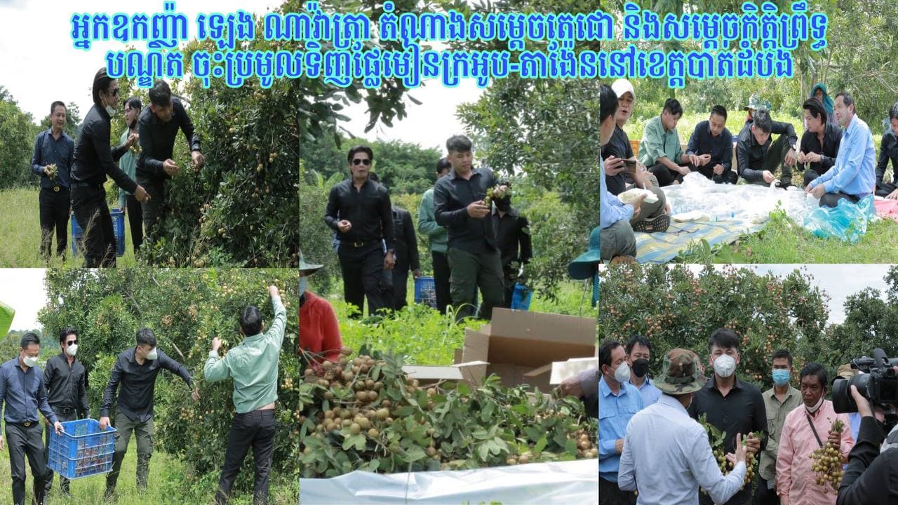 អ្នកឧកញ៉ា ឡេង ណាវ៉ាត្រា តំណាងសម្តេចតេជោ និងសម្តេចកិត្តិព្រឹទ្ធបណ្ឌិត ចុះប្រមូលទិញផ្លែមៀនក្រអូប-តាង៉ែននៅខេត្តបាត់ដំបង