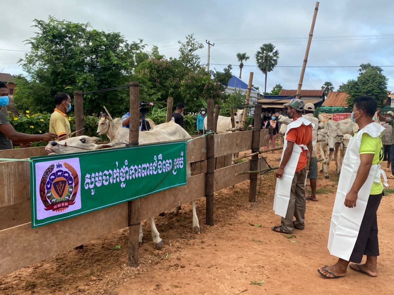 មន្ត្រីជំនាញបសុព្យាបាលខេត្តសៀមរាប អះអាងថា ជំងឺដុំពកលើស្បែកសត្វគោ-ក្របីនេះ មិនស្មុគស្មាញក្នុងការព្យាបាលទេ តែត្រូវមានការប្រុងប្រយ័ត្ន