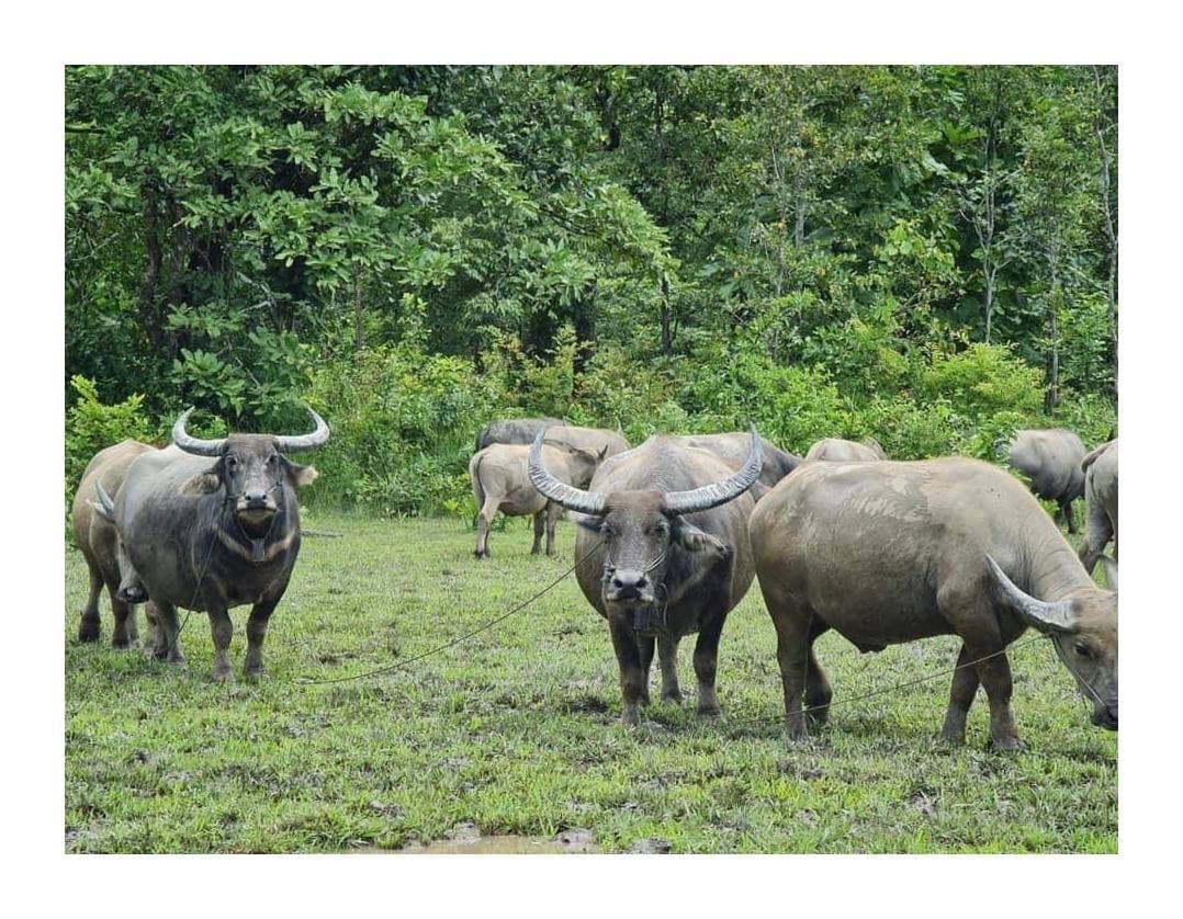 “រឿងសត្វក្របី គេភ្ជួររាស់ដី ធ្វើស្រែចំការ ខាងកសិកម្ម បានគ្រប់អាត្មា ក្របីនេះណា គួរអ្នកស្ងួនគ្រង”