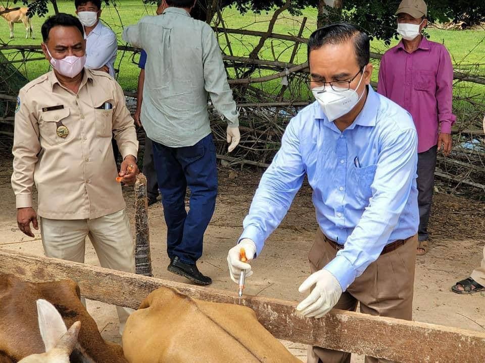 មន្ទីរកសិកម្ម រុក្ខាប្រមាញ់ និងនេសាទ ខេត្តព្រៃវែង បានបន្តបើកយុទ្ធនាការចុះវ៉ាក់សាំង និងព្យាបាល ជំងឺដុំពកលើស្បែក គោ ក្របី ជូនបងប្អូនប្រជាពលរដ្ឋនៅស្រុកកំពង់ត្របែក
