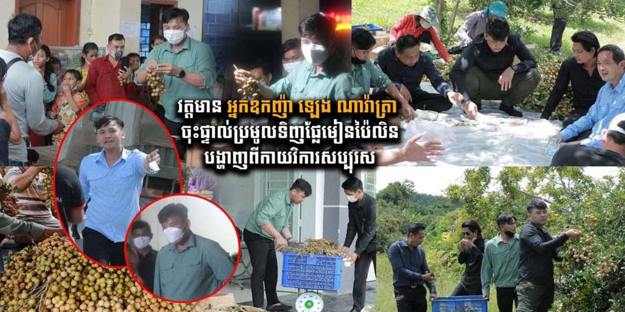 វិចារណកថា៖ វត្តមានអ្នកឧកញ៉ា ឡេង ណាវ៉ាត្រា ចុះផ្ទាល់ប្រមូលទិញផ្លែមៀនប៉ៃលិនបង្ហាញពីកាយវិការសប្បុរស