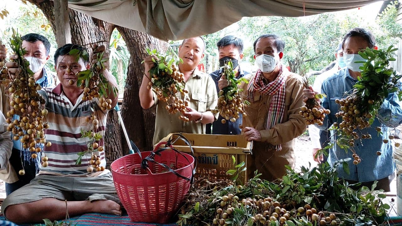ឯកឧត្តមអភិបាលខេត្តបាត់ដំបង បានជម្រុញដល់ប្រជាកសិករដែលមានចម្ការមៀនក្រអូប និងកំពុងទុំផ្លែ សូមបន្តរួសរាន់ប្រញាប់បេះយកមកលក់ឲ្យក្រុមការងារសម្តេចតេជោ(មានវីដេអូ)