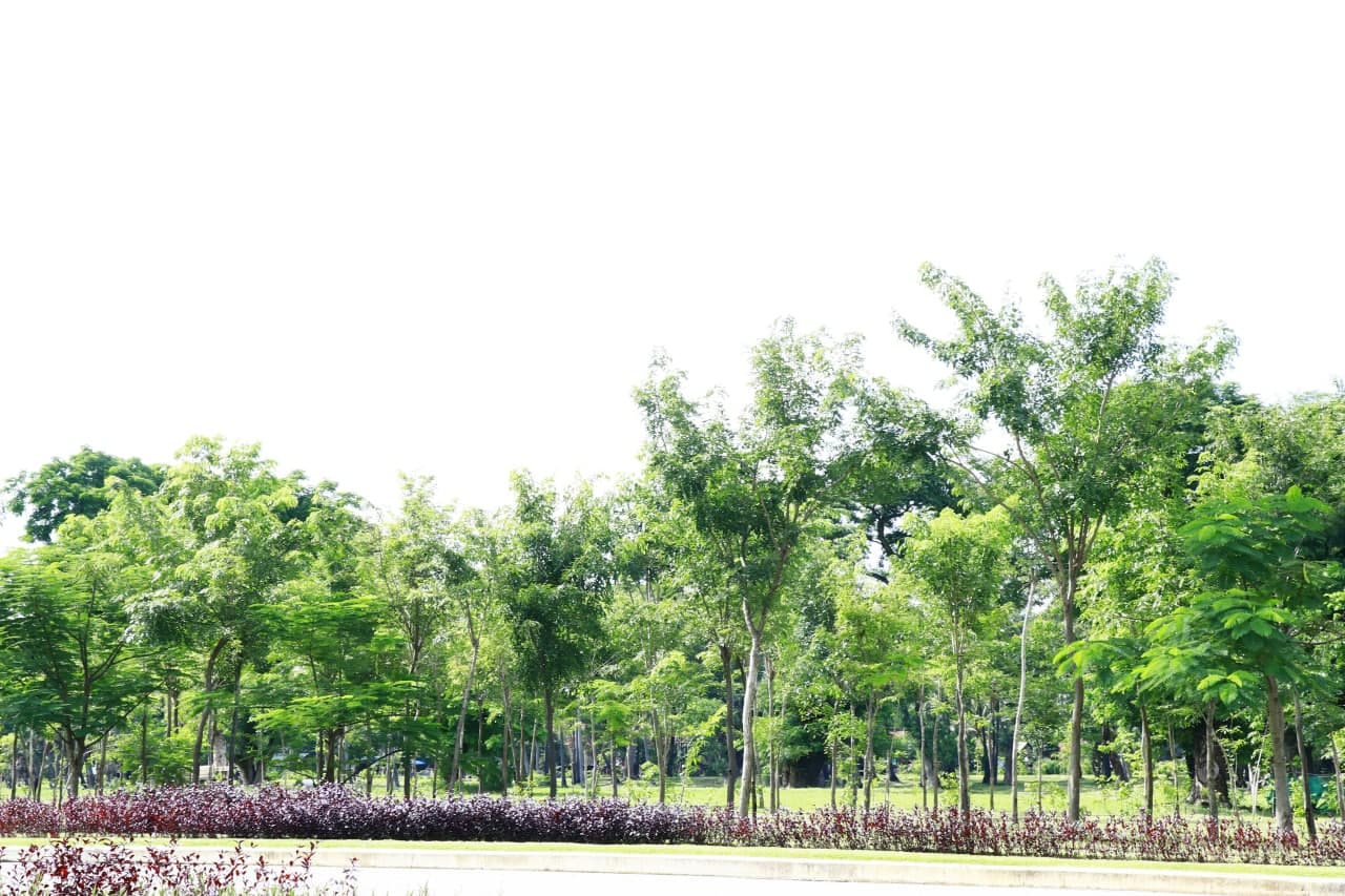 អាជ្ញាធរជាតិអប្សរា បានលើកឡើងពីគុណ ប្រយោជន៍ព្រៃឈើ​ ក្នុងតំបន់ប្រាសាទអង្គរ គឺសម្រាប់ថែរក្សាភពផែនដីយើង សំខាន់ ការ អភិរក្សព្រៃឈើនៅក្នុងតំបន់អង្គរ ក្នុងការ ការ ពារបាតុភូតធម្មជាតិ