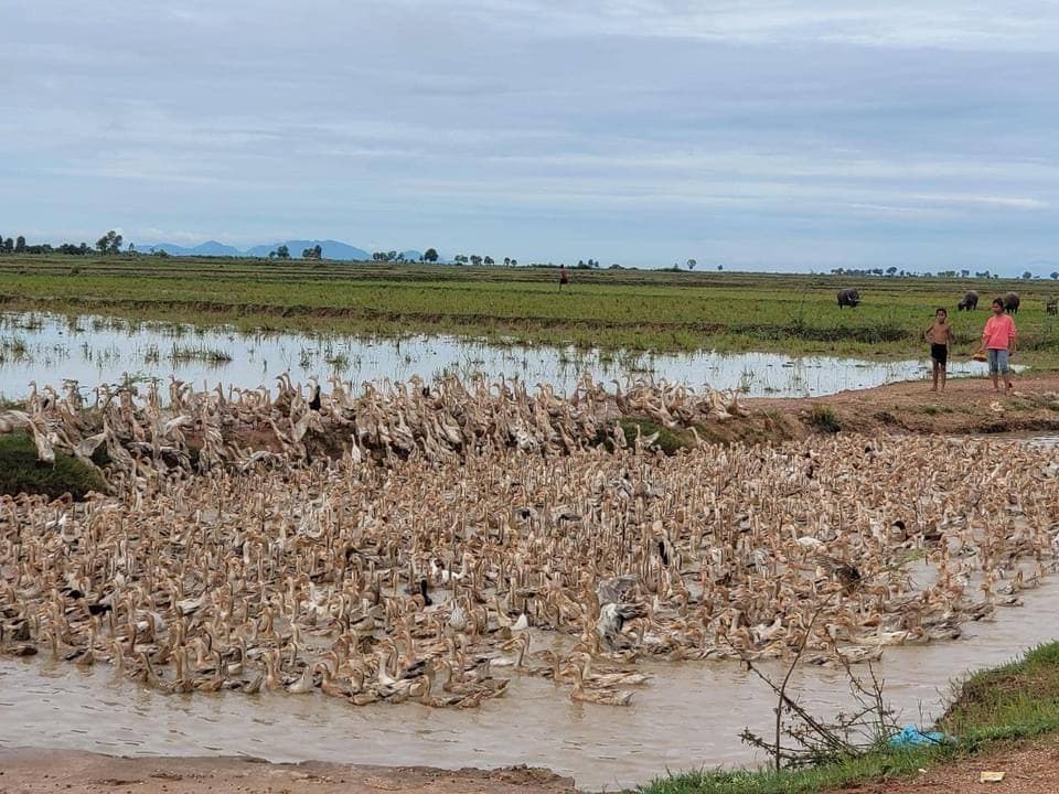 ពូ ចយ រស់នៅក្នុងតំបន់ប្រើប្រាស់ច្រើនយ៉ាង បឹងទន្លេសាប នាំទាំងគ្រួសារចិញ្ចឹមទាចល័ត ឆ្លងខេត្ត ដើម្បីផលិតពង