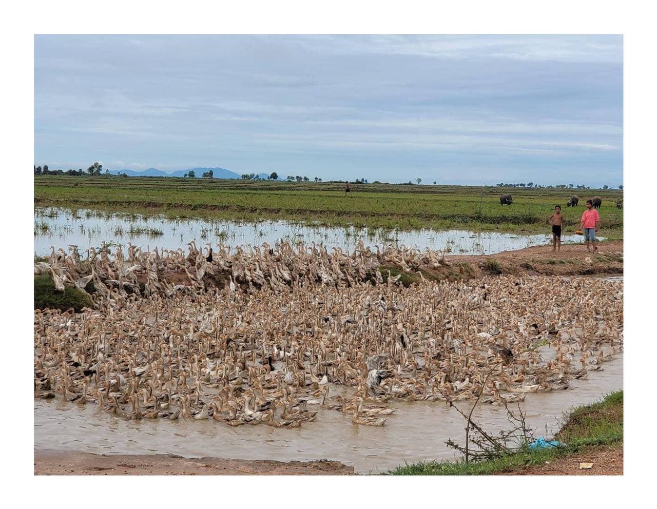 ការចិញ្ចឹមទាហ្វូងដើម្បីផលិតពងច្រើនពេញនិយមនៅខេត្តជុំវិញបឹងទន្លេសាប ដោយសារភាពសម្បូរបែបនូវចំណី អាហារធម្មជាតិ រួមមាន ខ្យងក្តាមតូចៗ កំពឹស និងការធ្វើស្រែច្រើនដងក្នុងមួយឆ្នាំៗ