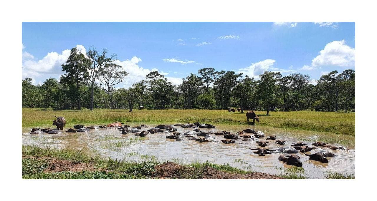 រាជបណ្ឌិត្យសភាកម្ពុជា នឹងអភិវឌ្ឍឧទ្យានរាជបណ្ឌិត្យសភាកម្ពុជាតេជោសែន ឫស្សីត្រឹប ជា