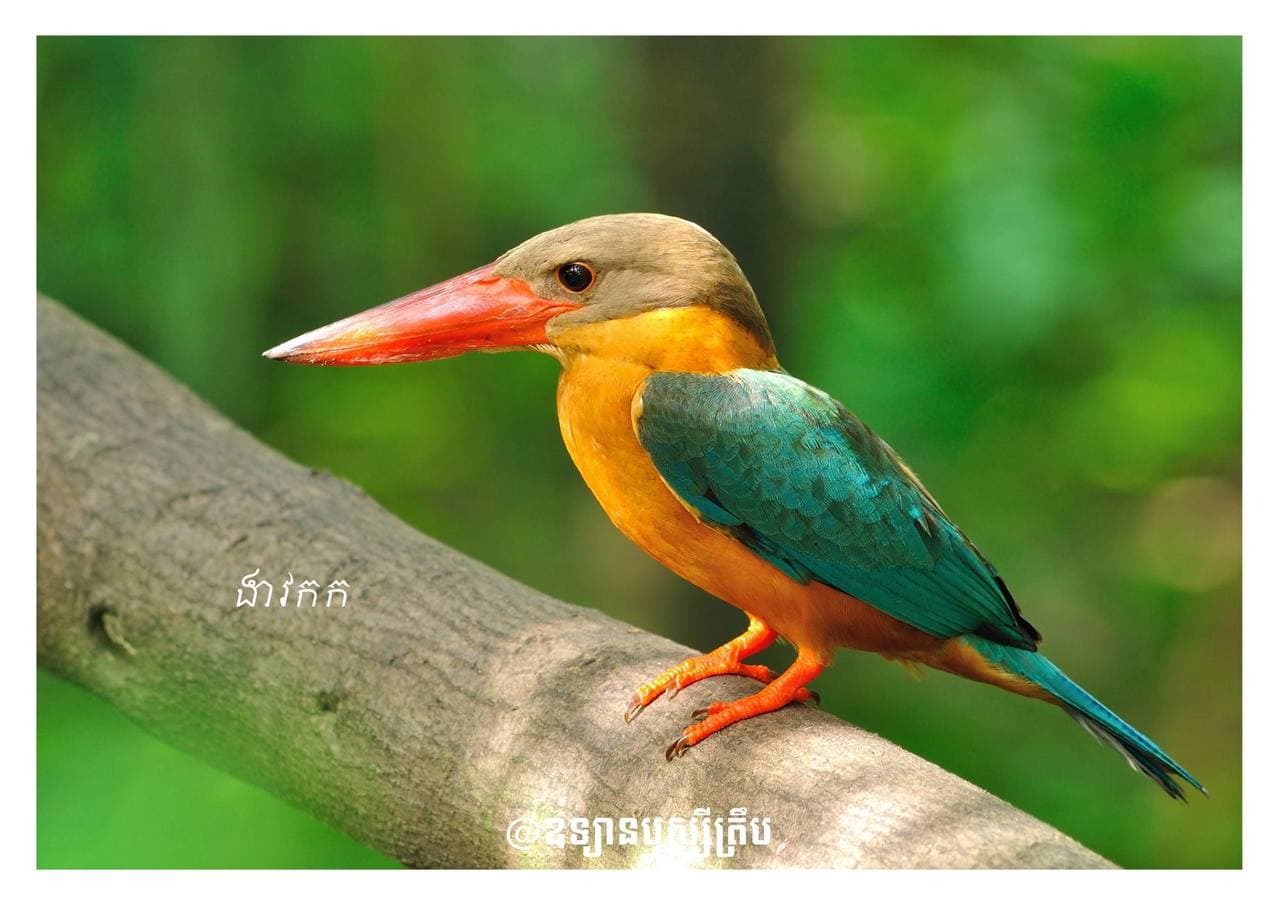 ស្តាប់សៀងបក្សីសុំក្តីមេត្តា បានលឺកាលណាជាប់ចិត្តអាល័យ 🐦🇰🇭