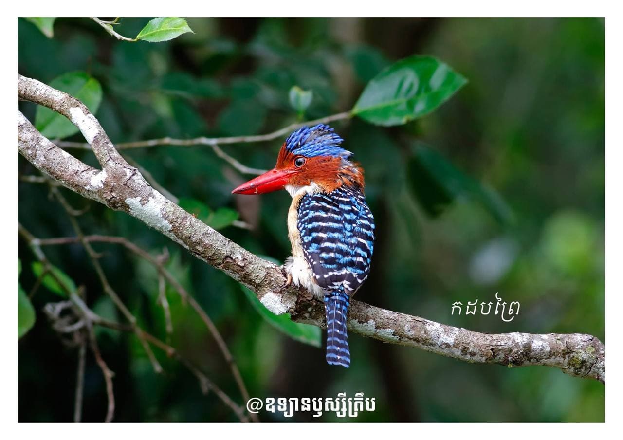 បក្សាបក្សីនៅឧទ្យានឫស្សីត្រឹប 🐦