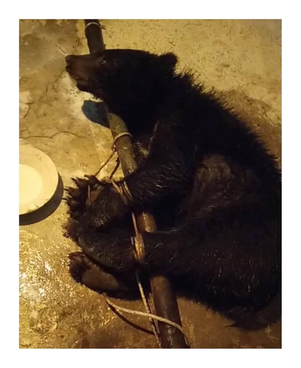 កូនសត្វខ្លាឃ្មុំមួយក្បាល 🐻 ត្រូវបានពលរដ្ឋម្នាក់សង្គ្រោះពីការជាប់អន្ទាក់របស់ព្រាន និងយកមកប្រគល់ជូនមន្ត្រីឧទ្យានុរក្សនៃមន្ទីរបរិស្ថានខេត្តកំពង់ស្ពឺ នៅយប់ថ្ងៃទី២៥ កញ្ញា ២០២១ ដើម្បីបន្តការពារ និងអភិរក្ស