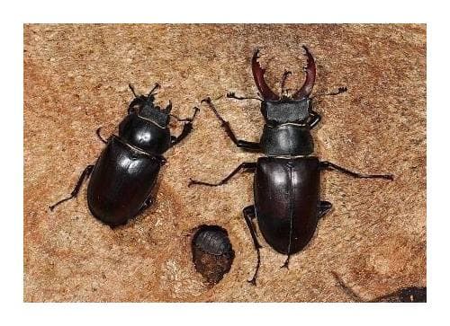 គោម៉ – Lucanus Cervus