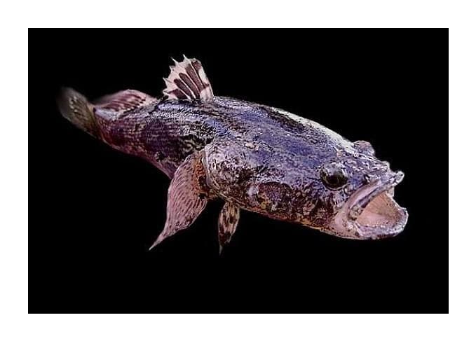 ត្រីដំរីមាស ឬត្រីដំរី – Oxyeleotris marmorata