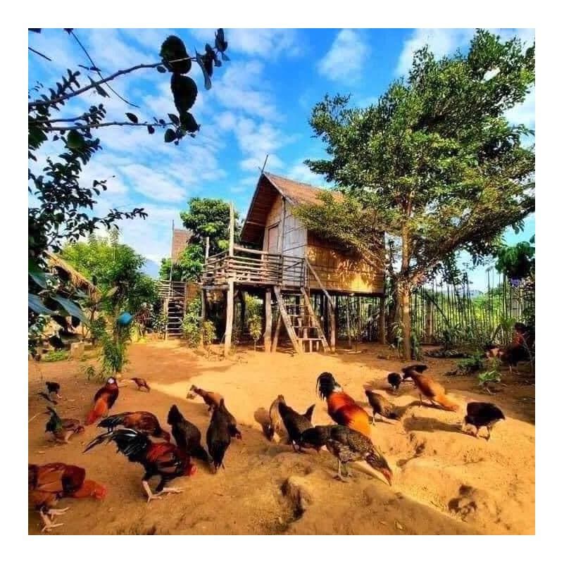 ជីវិតនៅជនបទម្យ៉ាង 🌾🍃🌽🍅🐓