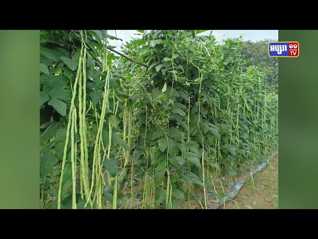 ក្រសួងកសិកម្មត្រៀមគ្រាប់ពូជស្រូវ និងដំណាំរួមផ្សំជួយកសិករដែលប៉ះពាល់ដោយគ្រោះធម្មជាតិ (Video Inside)