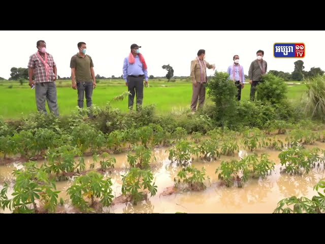 ៤ស្រុក-ក្រុង នៅខេត្តបន្ទាយមានជ័យ កំពុងតែរងគ្រោះដោយសារជំនន់ទឹកភ្លៀង            ដែលធ្លាក់ពីថៃ (Video Inside)