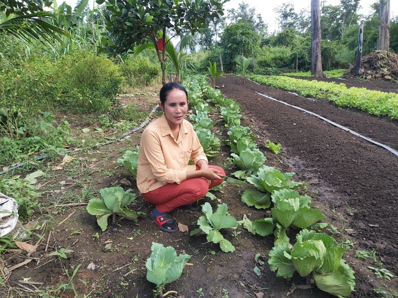 ស្ពៃក្តោបសហគមន៍តំបន់ការពារធម្មជាតិភ្នំទំព័រចាប់ផ្តើមល្បីឈ្មោះលើទីផ្សារថាមានរស់ជាតិឆ្ងាញ់