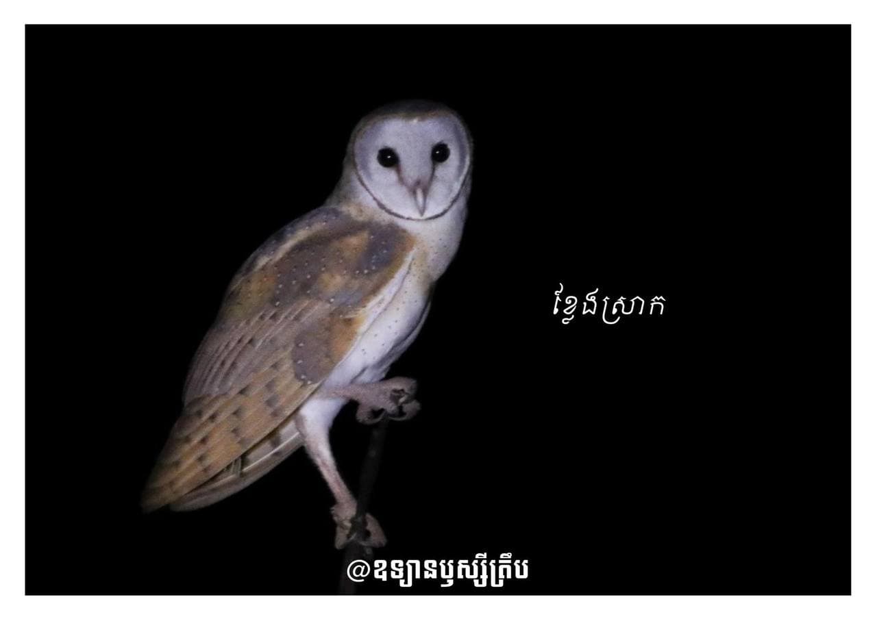 📸 ឧទ្យានឫស្សីត្រឹប