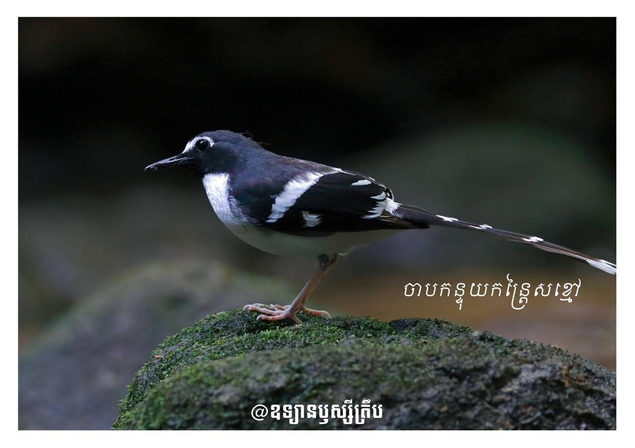 បក្សាបក្សីបង្អួតសម្រស់នៅដែនដីសុវណ្ណភូមិ 🇰🇭