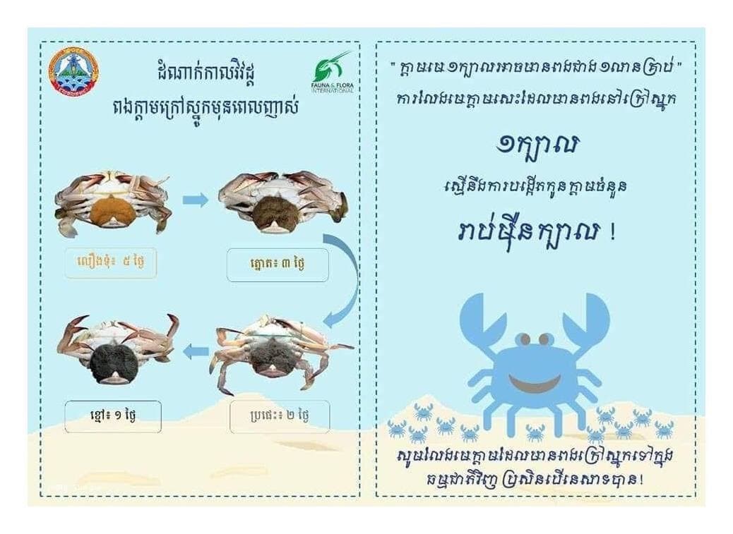សូមលែងមេក្តាមដែលមានពងក្រៅស្នូកទៅក្នុងធម្មជាតិវិញប្រសិនបើនេសាទបាន 🦀